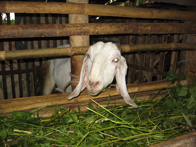 Kambing