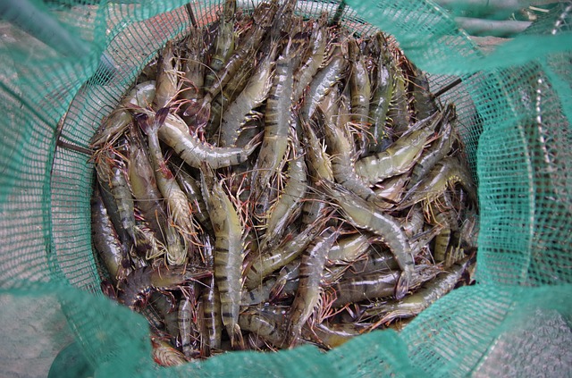 Ternak udang