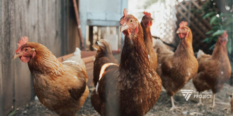 Cara Ternak Ayam Petelur