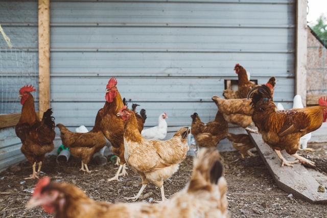 Cara Ternak Ayam Petelur Skala Kecil