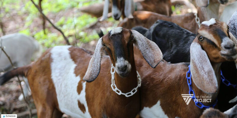 Keuntungan Ternak Kambing