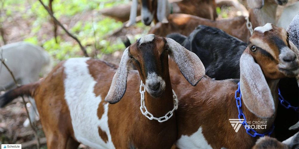 Keuntungan Ternak Kambing