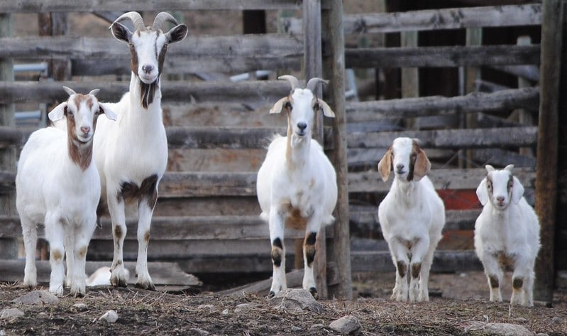 Keuntungan ternak kambing