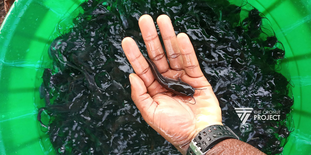 Ternak ikan lele di ember