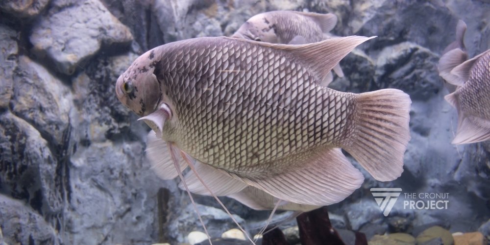 Untung dan Rugi Budidaya Ikan Gurame