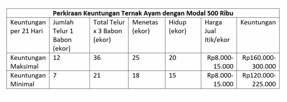 Keuntungan dari ternak ayam modal 500 ribu