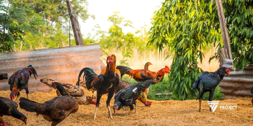 Ternak Ayam Modal 500 Ribu